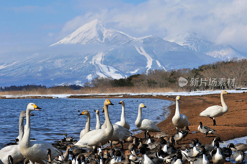 日本北部的冬季(稻川湖、万代山和候鸟)