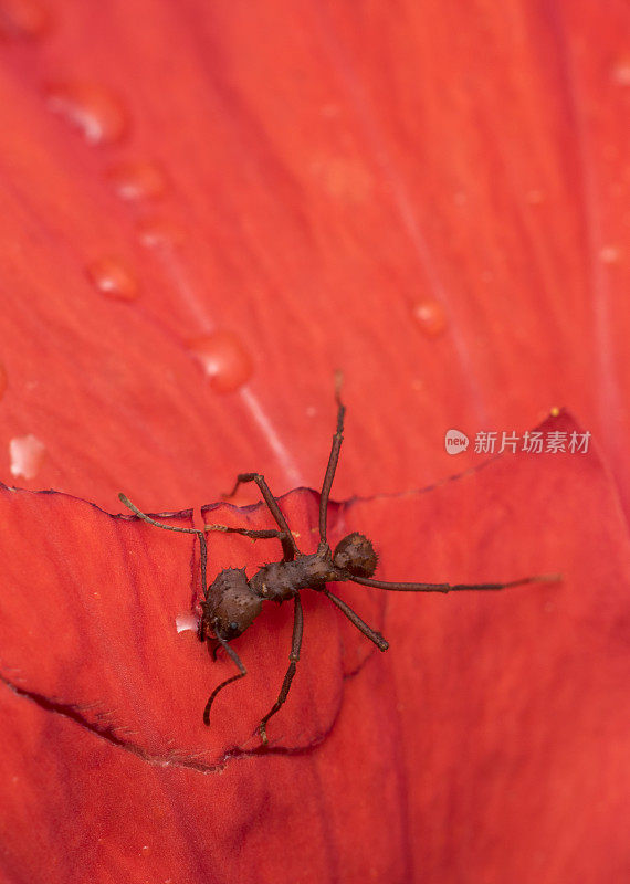 一只红色的大蚂蚁趴在湿漉漉的红色花瓣上