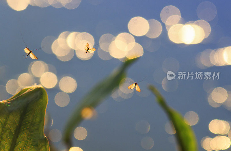 小昆虫蚊子盘旋在空中朝着明亮的金色日落
