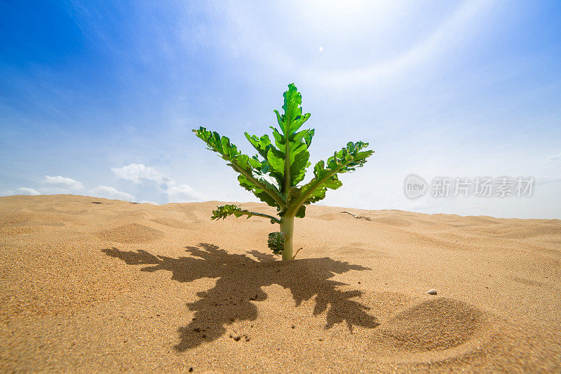 沙漠植物