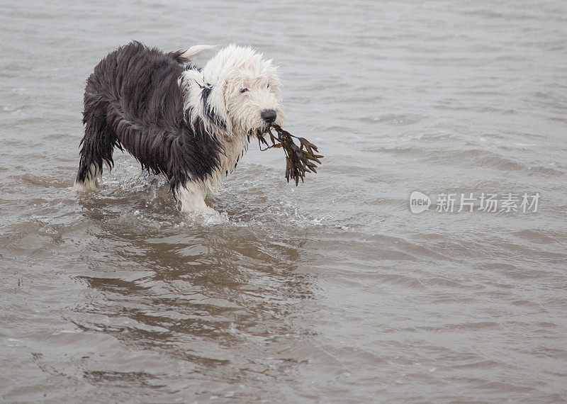 顽皮的宠物-老英国牧羊犬