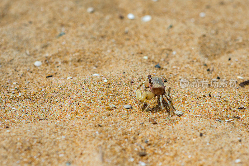 沙滩上的螃蟹