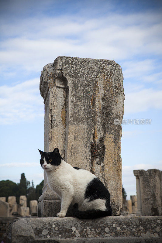 古代废墟中的猫