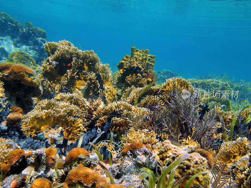 加勒比海珊瑚礁的水下景观