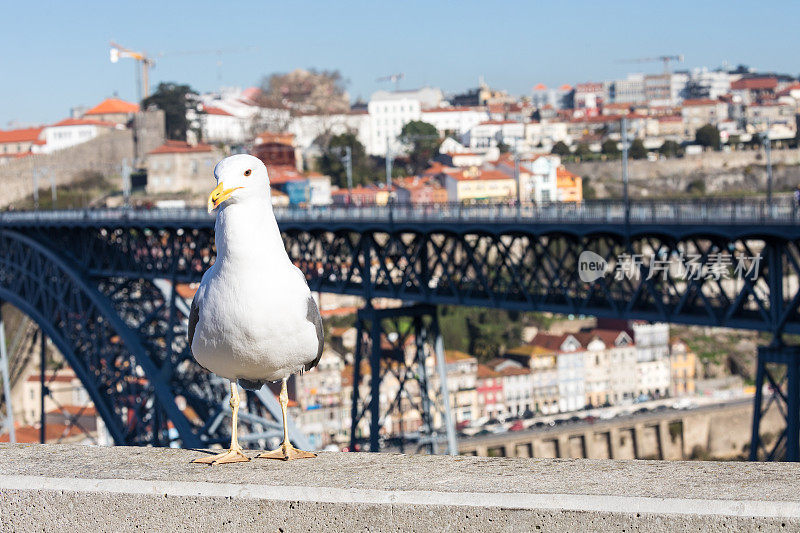 葡萄牙波尔图，盖亚新城，杜罗河和里贝拉河上的海鸥。