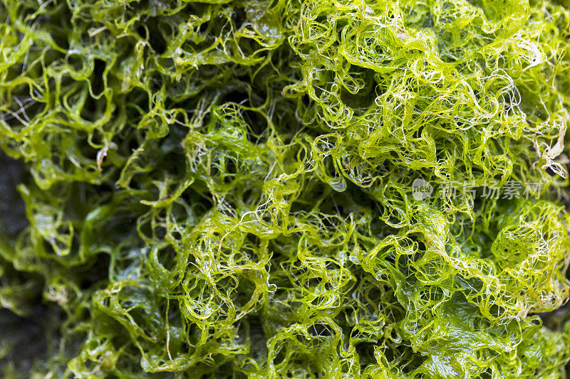 藻类，特写藻类在墙上，抽象的背景，复制空间