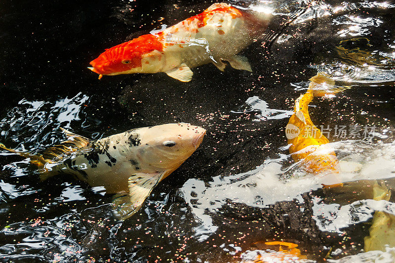 锦鲤(鲤红)或锦鲤(阿穆尔鱼)近距离游泳在池塘