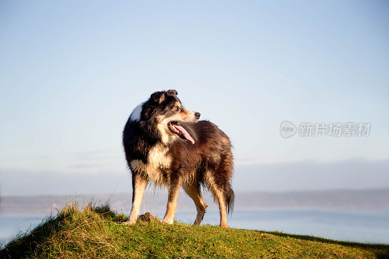 行动中的德国牧羊犬