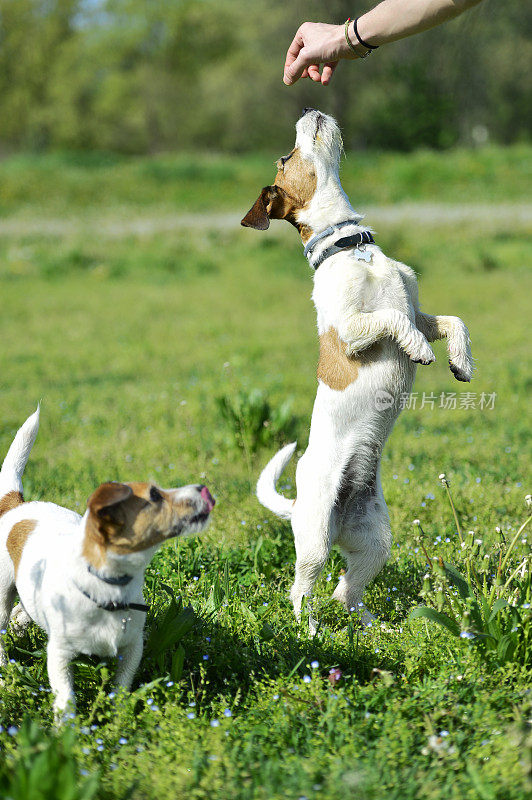 两只杰克罗素梗犬在公园里玩耍