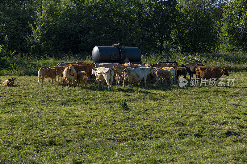 德国北部牧场上的棕色奶牛