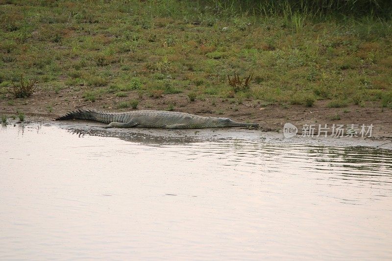 尼泊尔奇旺国家公园拉普提河岸上的长吻鳄
