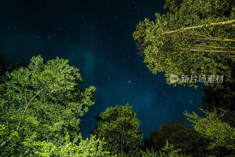 从宾夕法尼亚州波科诺山的森林中仰望星空