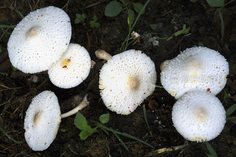 珍稀板栗菇，白色