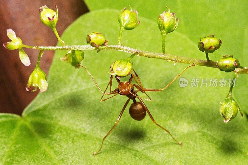 蚂蚁伸直腿收割食物。