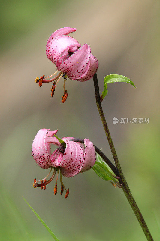 土耳其帽百合(百合)