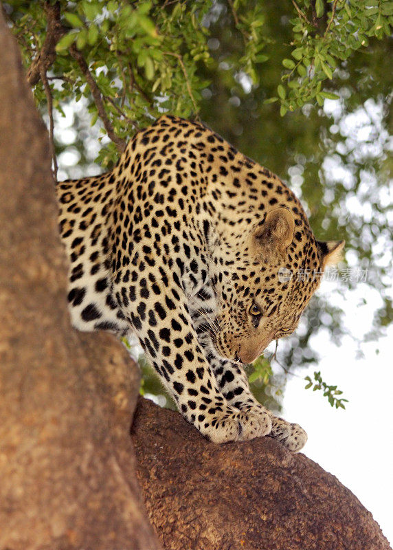 在马沙图树上休息的豹子