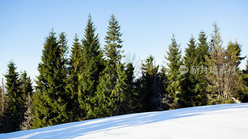 冬雪冷杉树森林景观。白雪覆盖的森林背景是冷杉树。冬季雪林景观