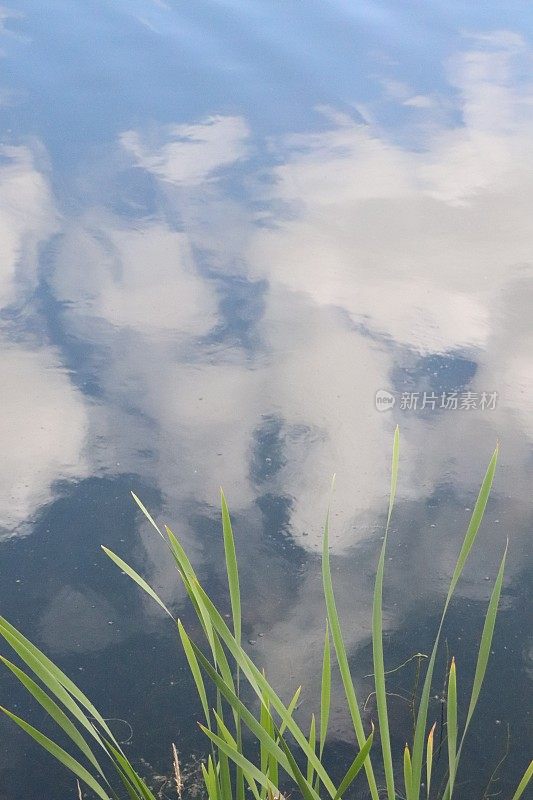 河岸上杂草和芦苇倒映在水中