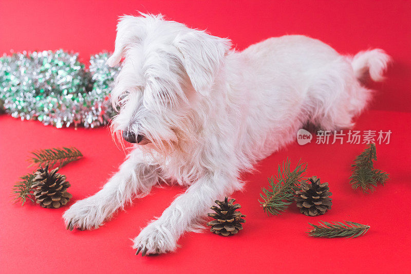 雪纳瑞犬圣诞节