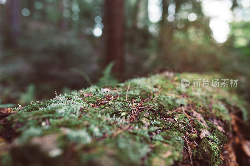 苔藓覆盖倒下的树，蕨类在纽约森林自然背景拷贝空间