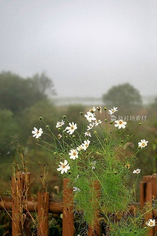 野外开花植物特写