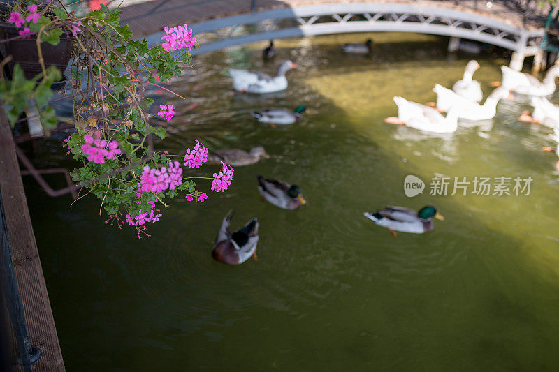 鸟类和野生动物。美丽的绿头鸭在阳光下的碧水湖泊或河流中畅游。特写视角的有趣的鸭子。