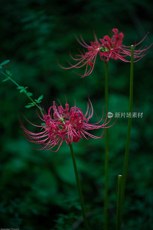 异域美花浸泡