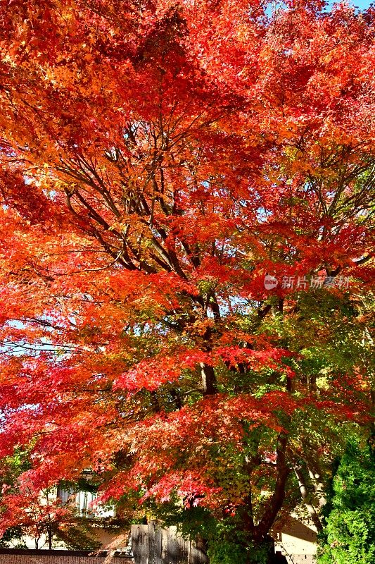 日本富士五湖地区的秋叶