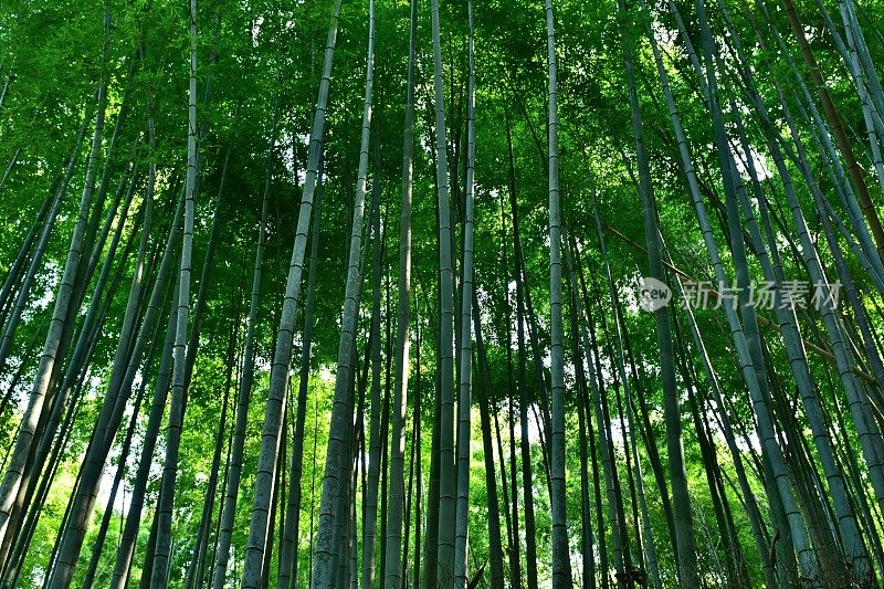 京都佐野的竹林