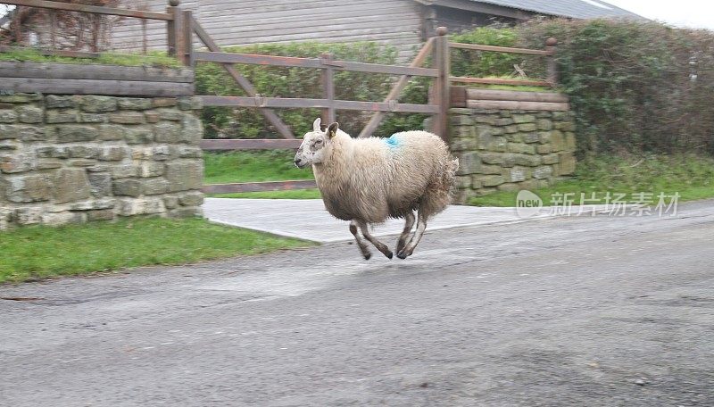 威尔士乡村公路上奔跑的绵羊
