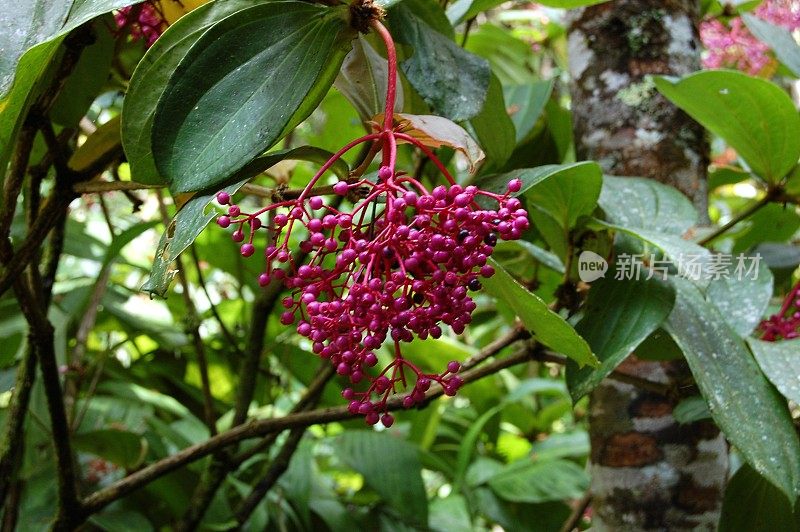 马来西亚沙巴州基纳巴卢山国家公园的麦地那开花植物