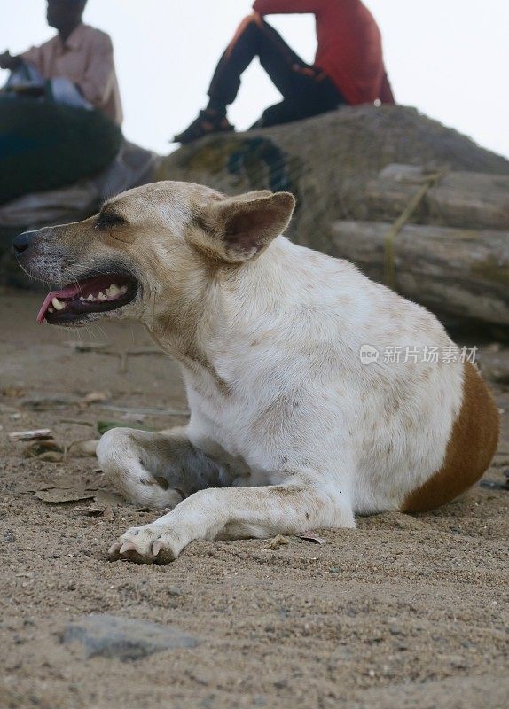 在印度南部喀拉拉邦的夏季炎热中，野狗和印度渔夫在一起，这是一只棕色和白色的杂种野狗