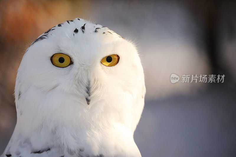 雪鸮