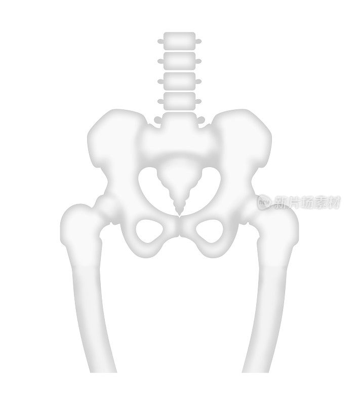 骨盆和股骨