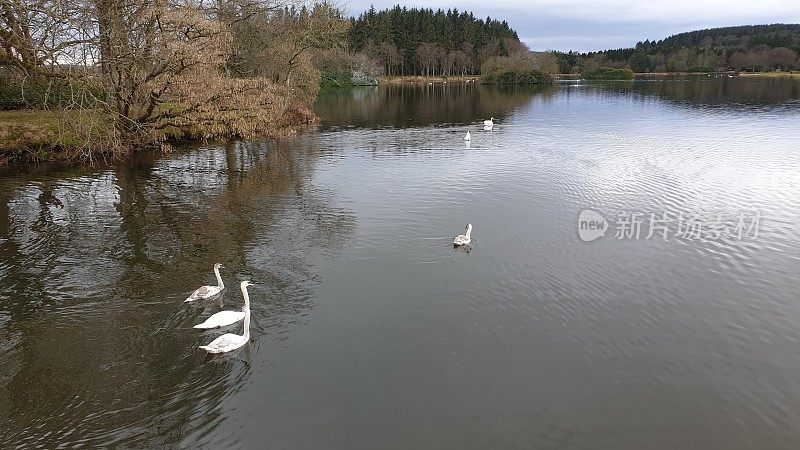 小天鹅在湖里游泳