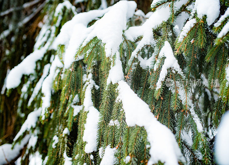 雪中的冷杉枝