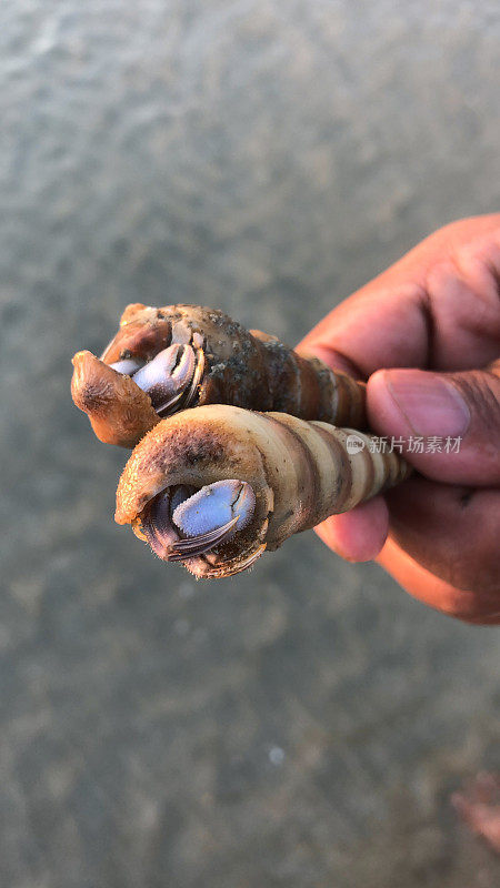 印度果阿巴洛勒姆海滩，手里拿着贝壳中的印度寄居蟹，露出腿和螯