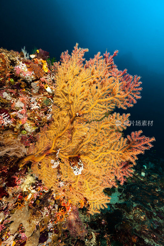 丰富多彩的生物多样性，深礁，柳珊瑚海扇美，Pantar海峡，印度尼西亚