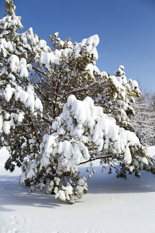 白雪覆盖的松树