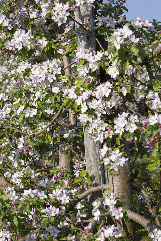 苹果花