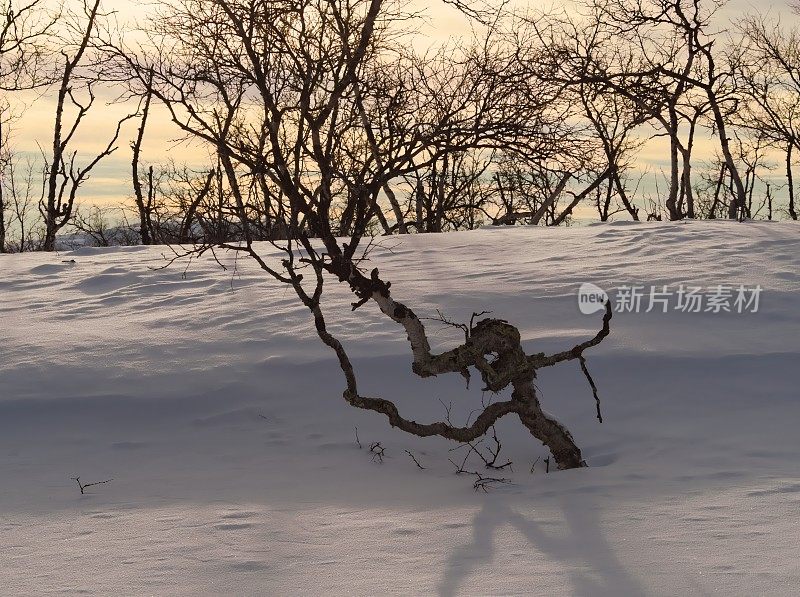 拉普兰雪地里的一棵扭曲的桦树