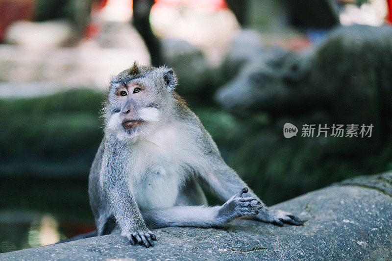 印度尼西亚巴厘岛乌布附近的猕猴