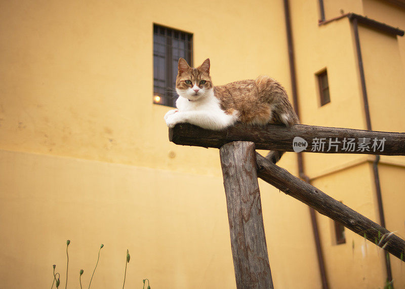 猫在木栅栏上保持平衡