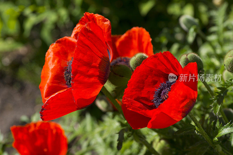 罂粟花。花园里的花