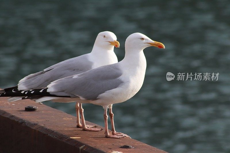 两只海鸥在港口的码头边