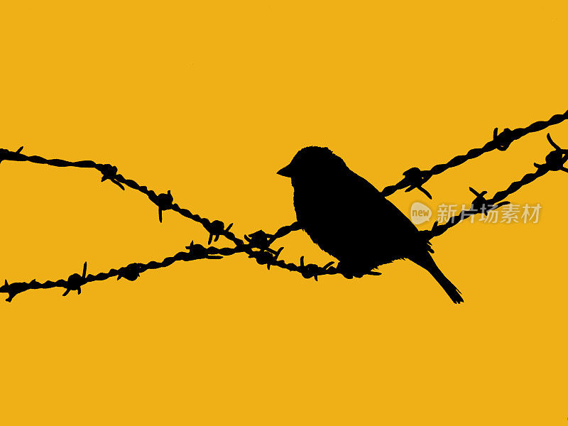 鸟坐在铁丝网里
