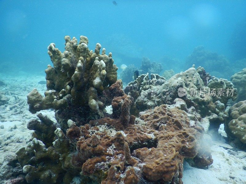 海珊瑚叶
