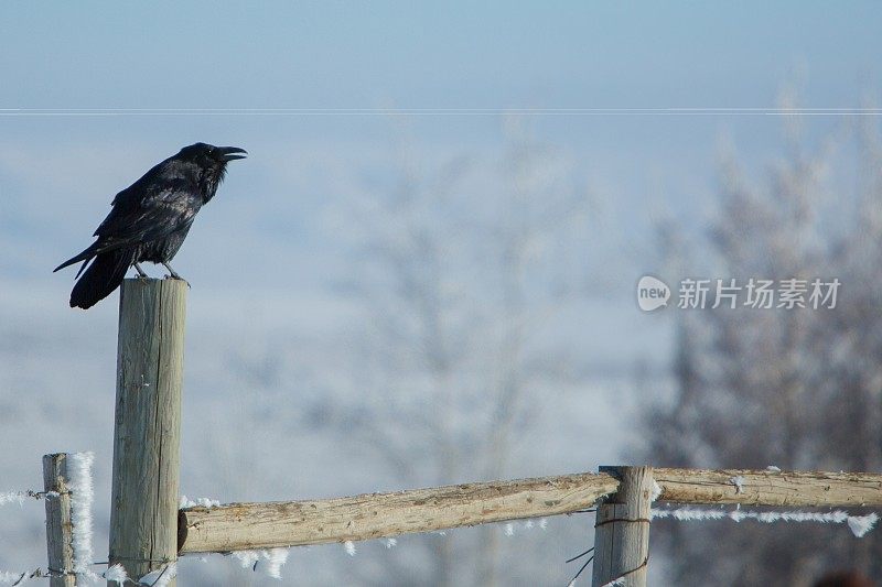 鸟瞰乌鸦(乌鸦)在冬季设置