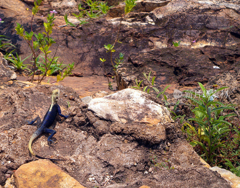 蓝蜥蜴-班吉，中非共和国