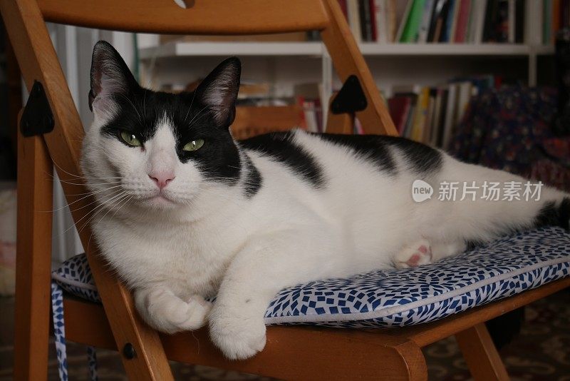 猫在椅子上瑟瑟发抖